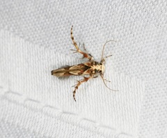 Stathmopoda stimulata