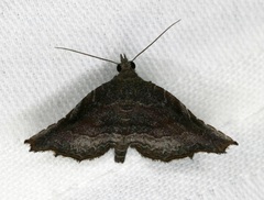 Throana pectinifer