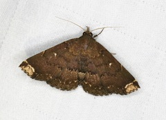 Adrapsa quadrilinealis