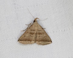 Lysimelia neleusalis