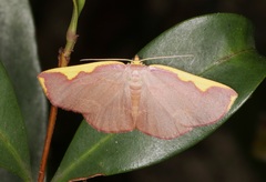 Nothomiza flavicosta