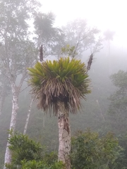 Vriesea macrostachya