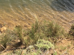 Austrostipa stipoides