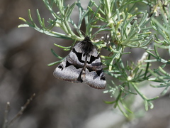 Euclidia ardita