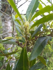 Sideroxylon salicifolium