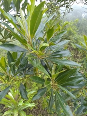 Sideroxylon salicifolium