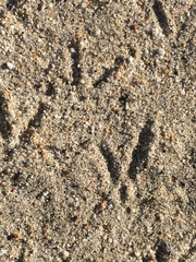 Callipepla californica