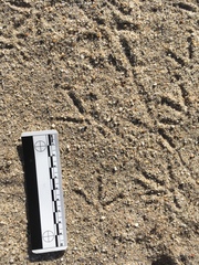 Callipepla californica