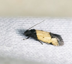 Tyrolimnas anthraconesa