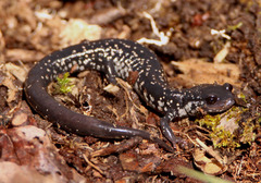 Plethodon glutinosus