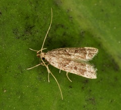 Athymoris martialis