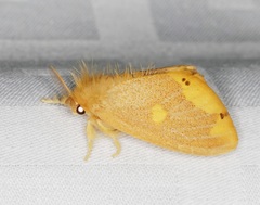 Euproctis quadrangularis