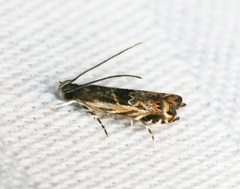 Helcystogramma