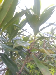 Sideroxylon salicifolium