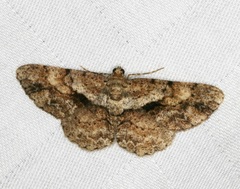 Psilalcis galsworthyi