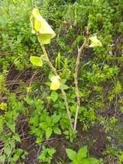 Piper umbellatum