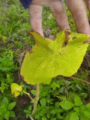 Piper umbellatum