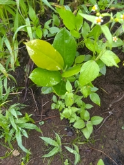 Magnolia ekmanii