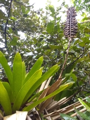 Vriesea macrostachya