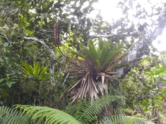 Vriesea macrostachya