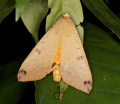 Ophiusa disjungens