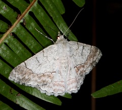 Pingasa ruginaria