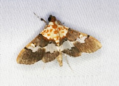 Aetholix flavibasalis