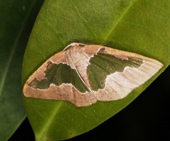 Celenna festivaria
