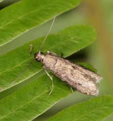 Ectomyelois ceratoniae