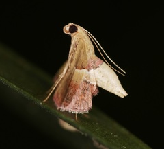 Endotricha repandalis