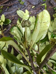 Schradera exotica