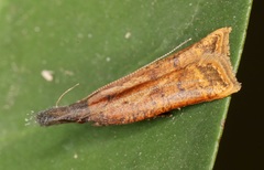 Dichomeris zonata