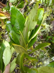 Schradera exotica