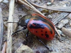 Calligrapha sigmoidea