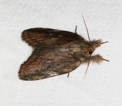 Lamprothripa scotia