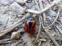 Calligrapha sigmoidea