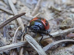 Calligrapha sigmoidea
