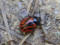 Calligrapha sigmoidea