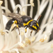 Yellow-collared Masked Bee - Photo (c) timrudman, some rights reserved (CC BY-NC), uploaded by timrudman