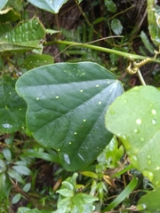 Passiflora orbiculata