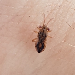 Australocoris fuscomaculatus