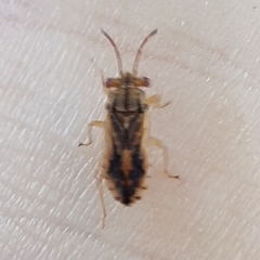 Australocoris fuscomaculatus