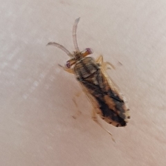 Australocoris fuscomaculatus