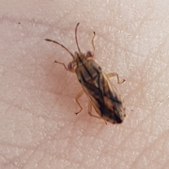 Australocoris fuscomaculatus
