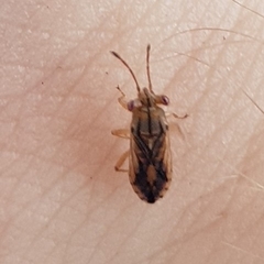 Australocoris fuscomaculatus