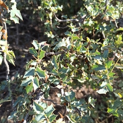 Berberis higginsiae