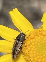 Acmaeodera neglecta neoneglecta