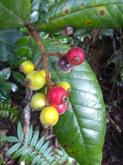 Myrcia fenzliana