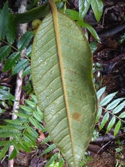 Myrcia fenzliana