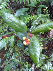 Myrcia fenzliana
